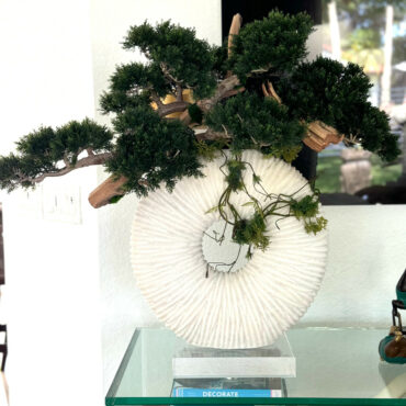 Large Eternity Vase with Trailing Bonsai Tree and Driftwood