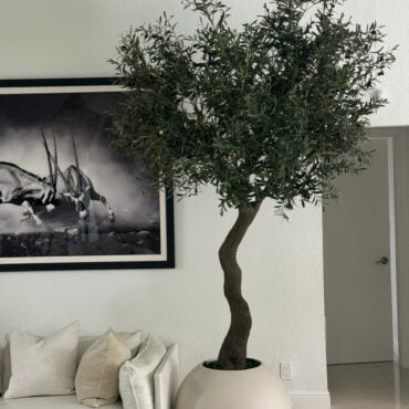 7′ Olive Tree in Matte Beige 30″ Globe Planter