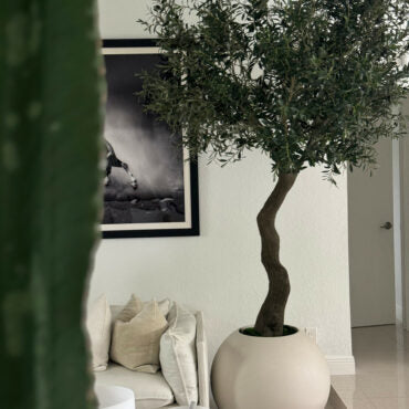 7′ Olive Tree in Matte Beige 30″ Globe Planter