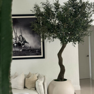 7′ Olive Tree in Matte Beige 30″ Globe Planter
