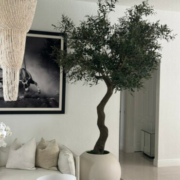 7′ Olive Tree in Matte Beige 30″ Globe Planter