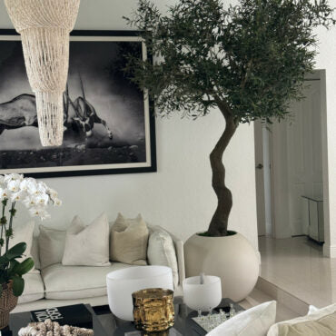 7′ Olive Tree in Matte Beige 30″ Globe Planter