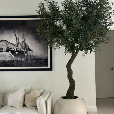 7′ Olive Tree in Matte Beige 30″ Globe Planter