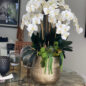 Delaney Gold Pot with Multiple Stems of Phalaenopsis Orchids and Succulents