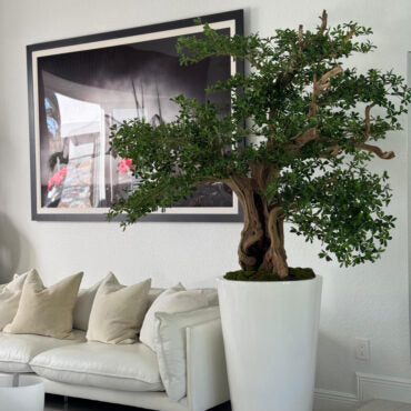 Artificial Black Olive Bonsai Tree in Glossy White Belle Planter