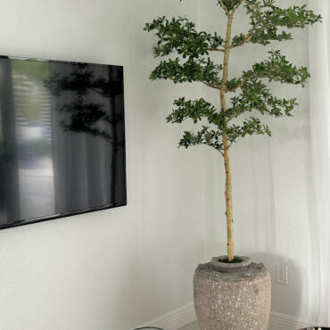Parthenon Planter with 7′ Shady Lady Tree