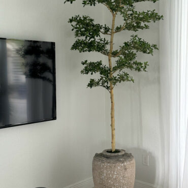Parthenon Planter with 7′ Shady Lady Tree