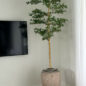 Parthenon Planter with 7′ Shady Lady Tree