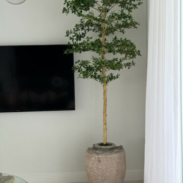Parthenon Planter with 7′ Shady Lady Tree