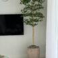Parthenon Planter with 7′ Shady Lady Tree