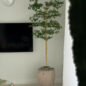Parthenon Planter with 7′ Shady Lady Tree