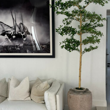 Parthenon Planter with 7′ Shady Lady Tree