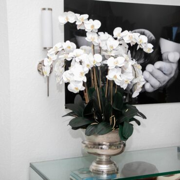 Large Titus Urn with Phalaenopsis Orchids