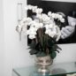 Large Titus Urn with Phalaenopsis Orchids