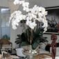 Large Titus Urn with Phalaenopsis Orchids