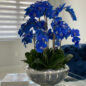 Avenue bowl with blue Phalaenopsis orchids