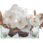 12″ Casa Moderna Glass Plate Planter with white orchids