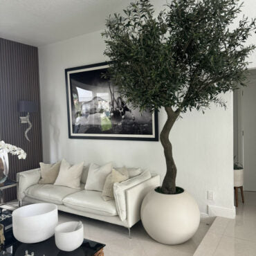 7′ Olive Tree in Matte Beige 30″ Globe Planter