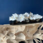 36″ Casa Moderna Black Tinted Glass Plate Planter with white Phalaenopsis orchids