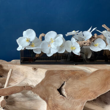 36″ Casa Moderna Black Tinted Glass Plate Planter with white Phalaenopsis orchids
