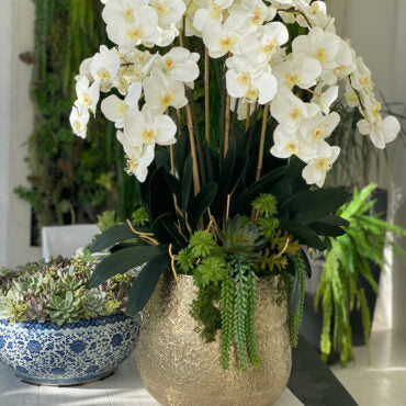 Delaney Gold Pot with Multiple Stems of Phalaenopsis Orchids and Succulents