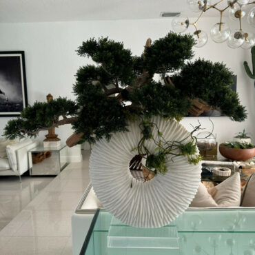 Large Eternity Vase with Trailing Bonsai Tree and Driftwood