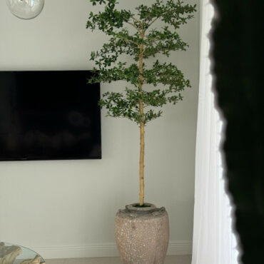Parthenon Planter with 7′ Shady Lady Tree
